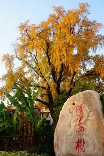 晴川历历汉阳树