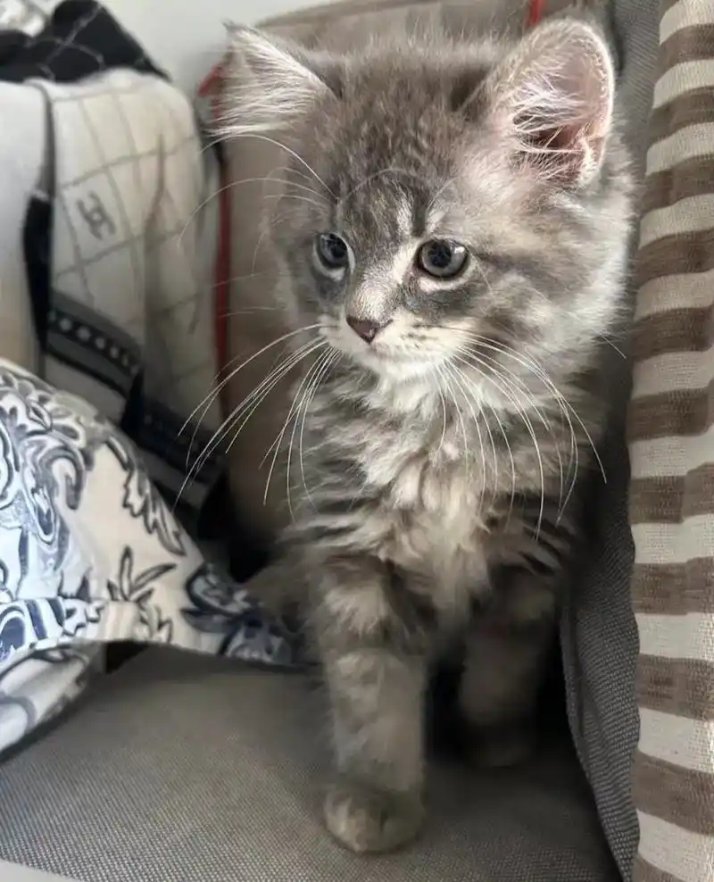 大脚缅因幼猫,红虎银棕凯米色缅因猫纯种宠物猫活体  - 抖音