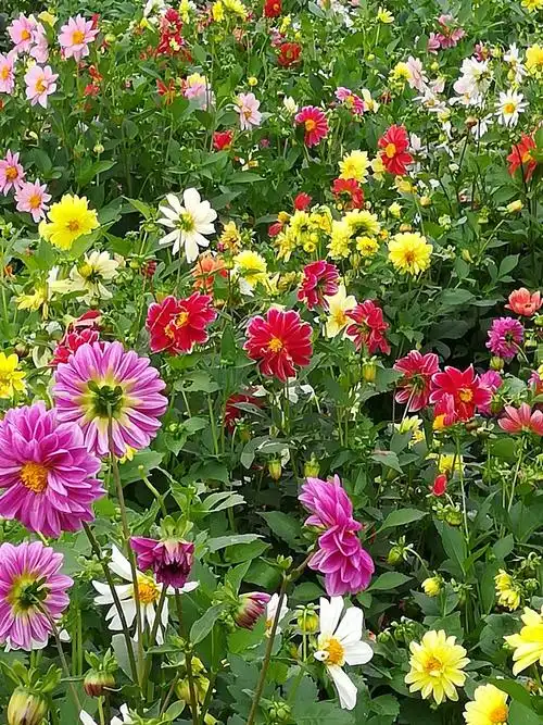 百花争艳秋满园一长春百花园18年8月25日手机随拍