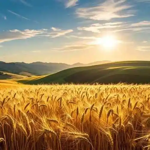 头像和文案|麦黄时节