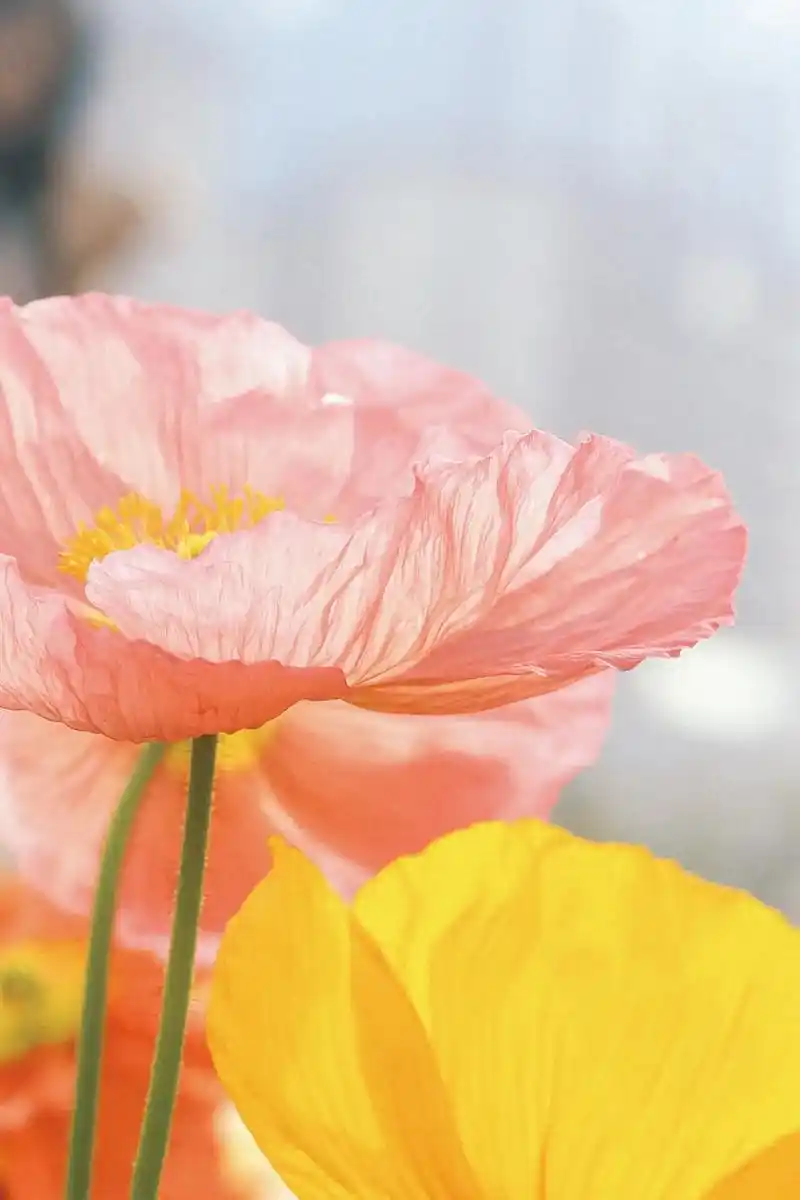 图文扶持计划入口 #春已至花已开 #小清新壁纸