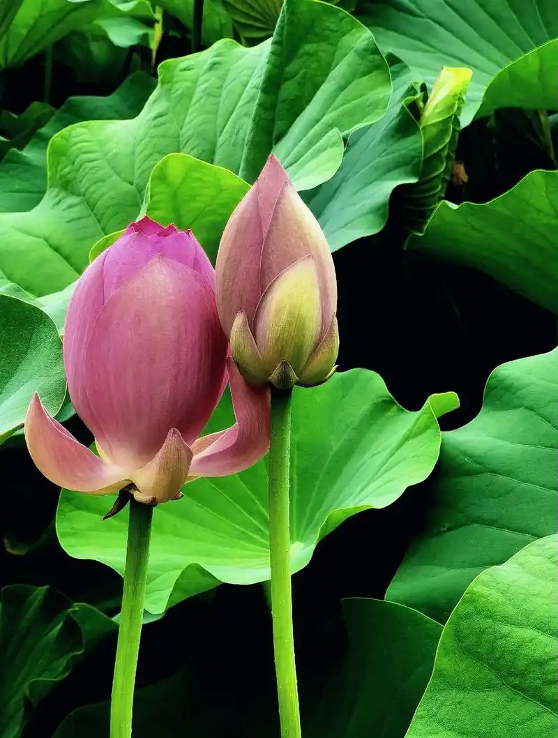 【含苞欲放】古人把尚未开放的荷花称为:菡萏(hàndàn), - 抖音