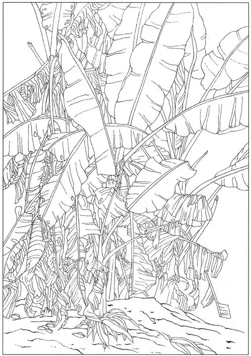 0016工笔画芭蕉白描线稿素材高清图芭蕉164000x4000pxjpg600dpi3真迹