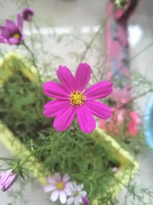 波斯菊的花语坚强自由