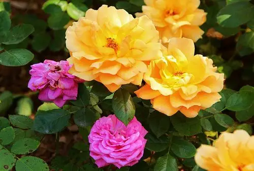 五颜六色的月季--献给所有劳动者