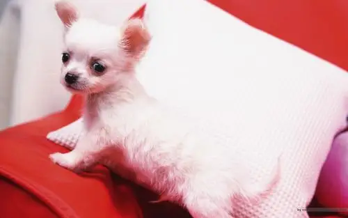 图片描述:家有幼犬 - 可爱小狗壁纸