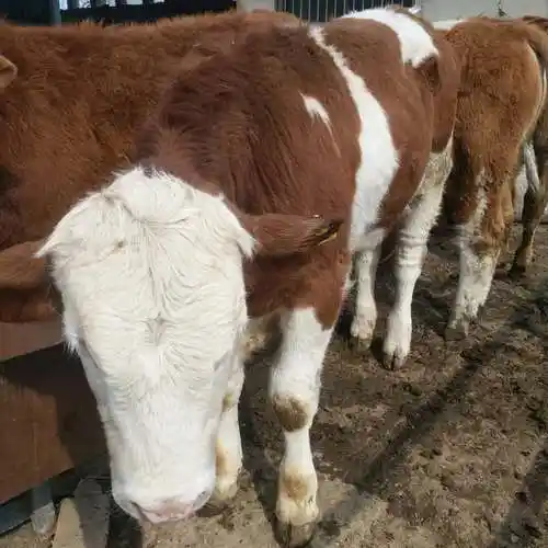 黄白花肉牛价格严喜促销鲁西黄牛种牛西门塔尔肉牛养殖场