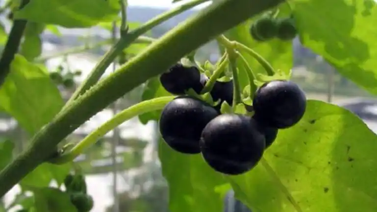 龙葵果的功效与作用 补充能量,止咳平喘,解热镇痛