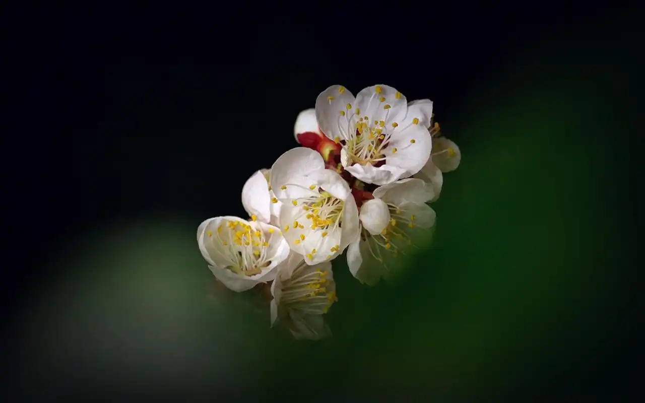 唯美白色系梅花高清桌面壁纸