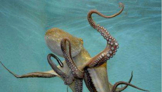 八爪鱼,章鱼,鱿鱼,乌贼,之间有什么区别?