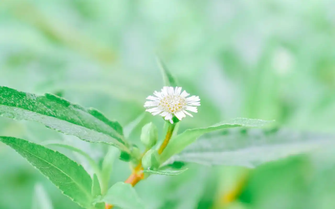 夏日清新养眼高清桌面壁纸