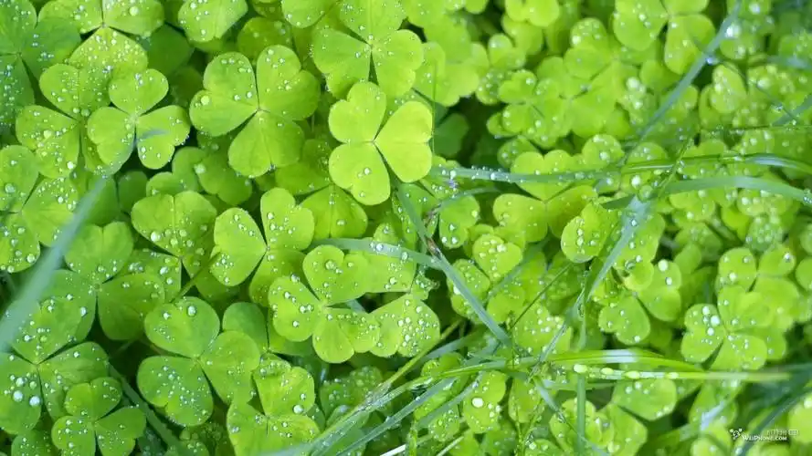 起一些蓝白色养眼图片,或者绿色养眼的壁纸