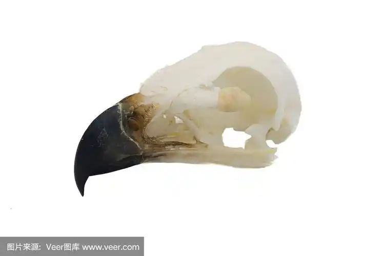 鸟类,金雕,头骨,白色背景,生物学