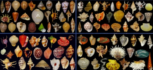 小贝壳大世界!世界地球日"海洋探索营"薛家岛小学开讲