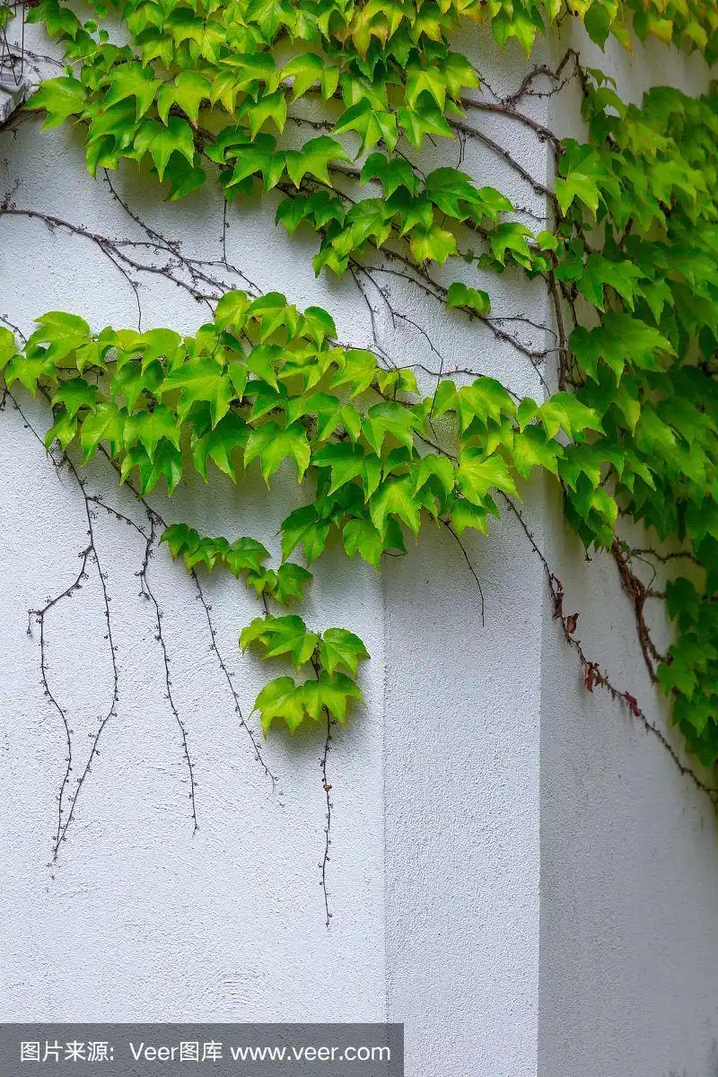 小的,有蔓植物,建筑外部,爬山虎,叶子