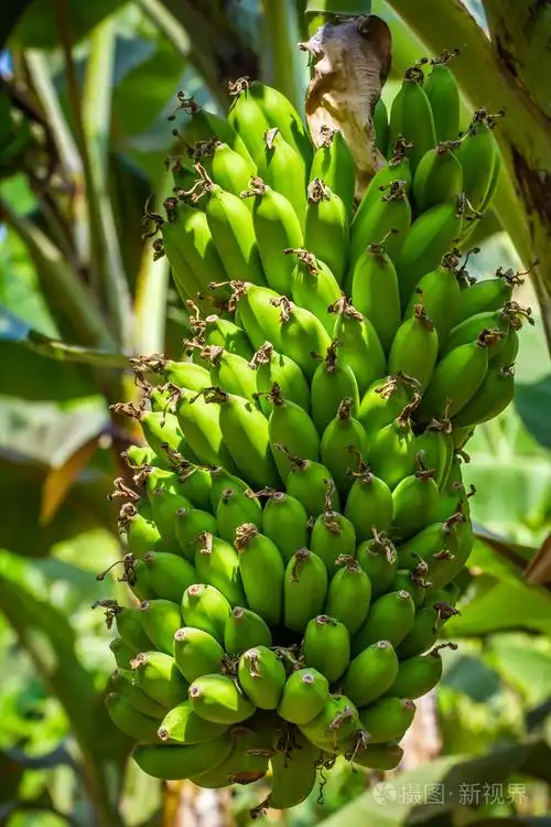 绿色水果香蕉树