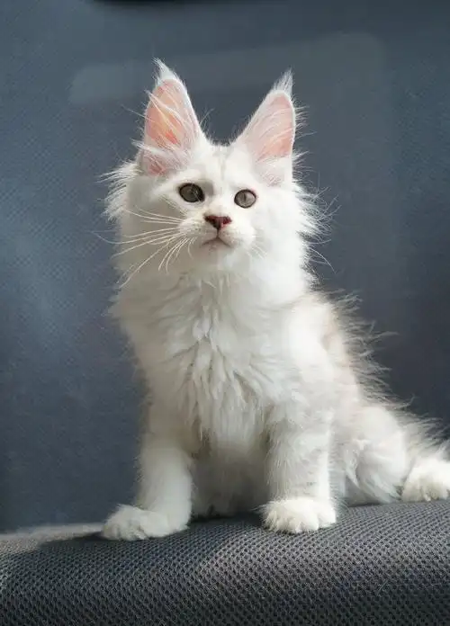 猫咪领养|纯白 缅因