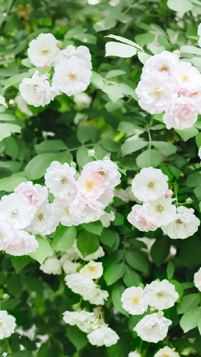 蔷薇花图片高清手机壁纸