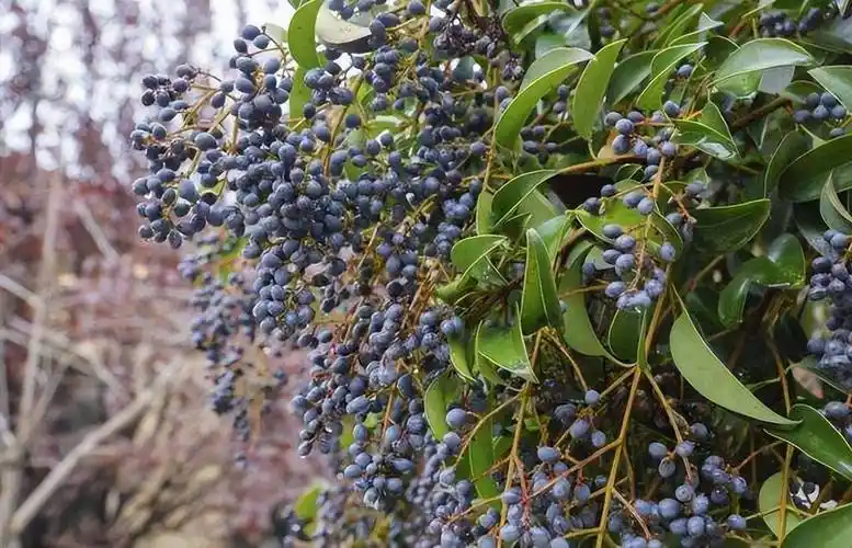 科普贴110种农村野生中草药图片你认识哪些