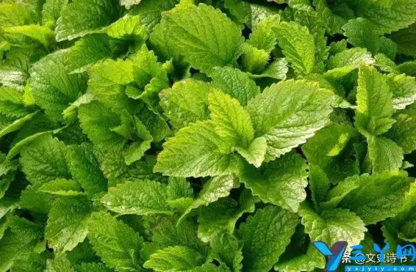 十种价值极高的中草药(民间野生草药图片大全)