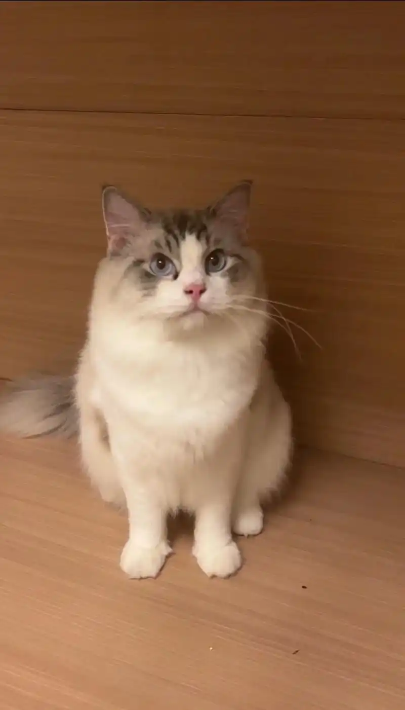 猫咪.山双布偶～性格活泼粘人,.           八九个 - 抖音