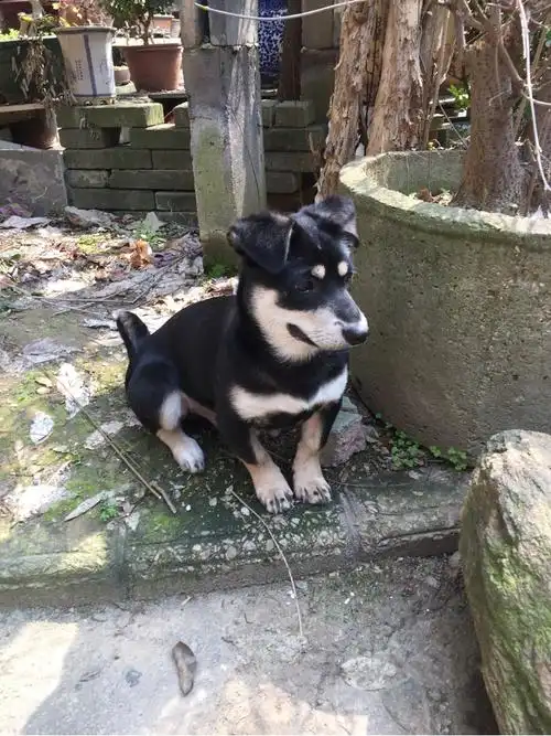 找爱心人士领养四个月公小四眼