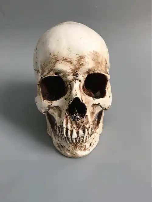 11树脂骷髅头绘画人头骨艺用人体肌肉骨骼解剖头骨模型美术现货