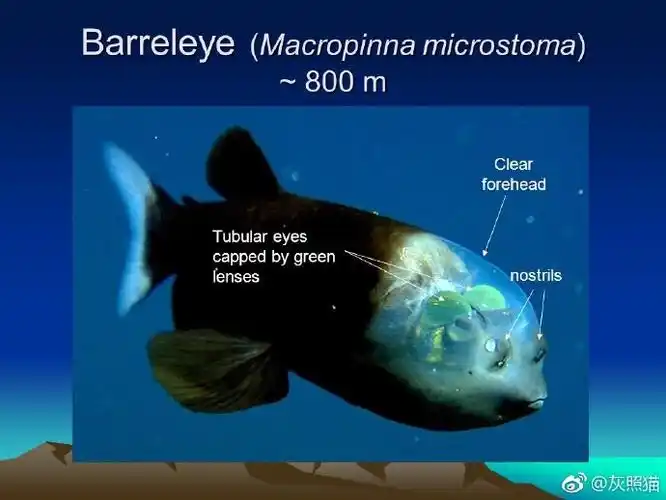 大鳍后肛鱼macropinna microstoma,也称太平洋桶眼鱼,论装逼你只能服