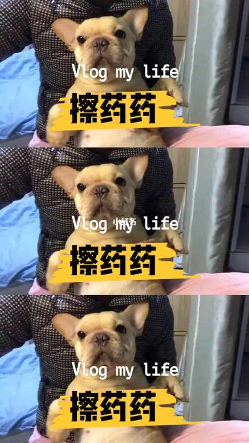 给法斗妞妞擦药超级乖巧听话的宝贝