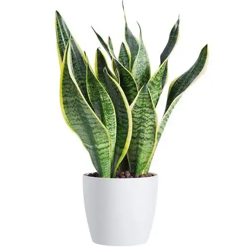 虎皮兰室内盆栽吸甲醛植物室内净化空气大虎尾兰绿植金边虎皮兰