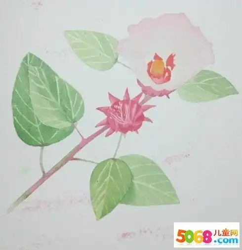 洛神花简笔画