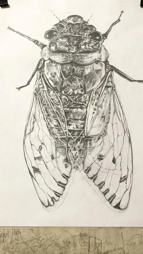 素描知了绘画