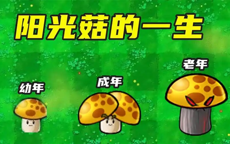 植物大战僵尸:阳光菇的一生,老年变"阳光毁灭菇"?