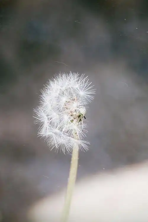 纷飞的小清新蒲公英1280x800分辨率下载,纷飞的小清新蒲公英,壁纸,图