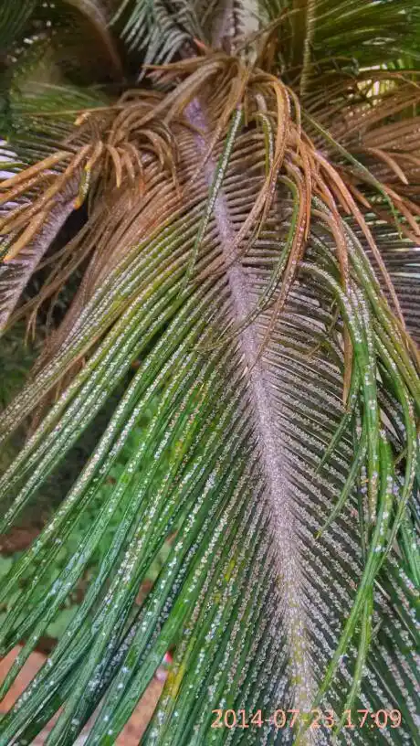 铁树上这密密麻麻的什么东西呀?