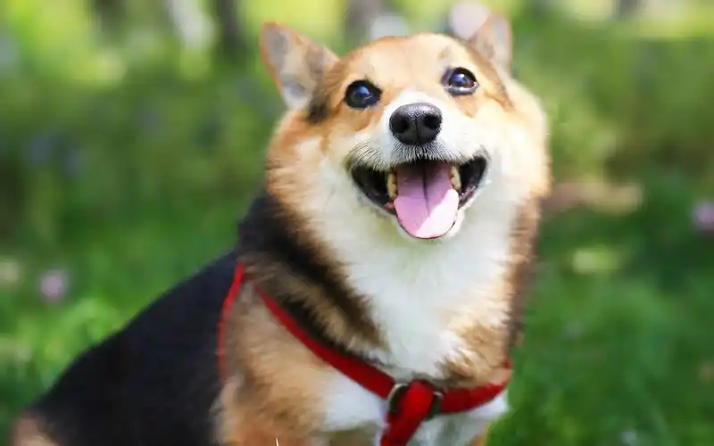 清新柯基简单壁纸_超萌的可爱狗狗