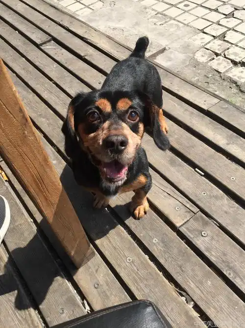 品相不错的小草狗.上海现在越来越少见了