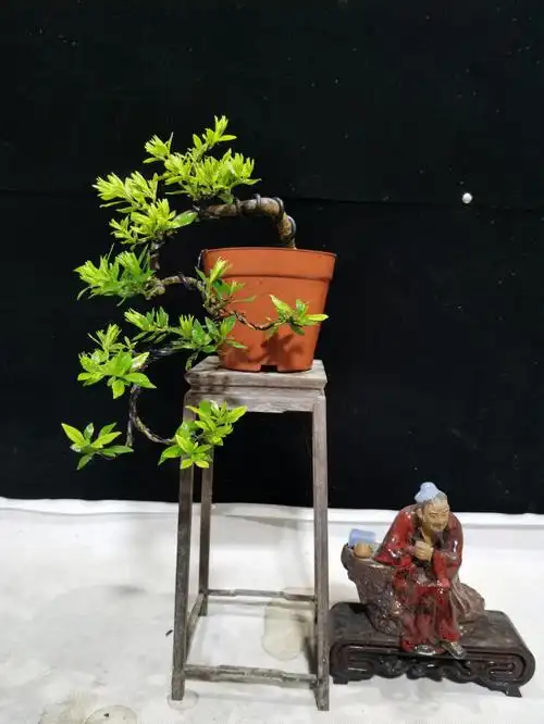 悬崖小精品小叶栀子花