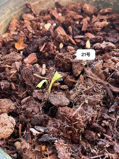 旱金莲发芽了一天一个样