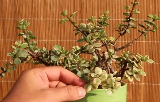 金枝玉叶枯萎掉叶子 或是这些原因引起的