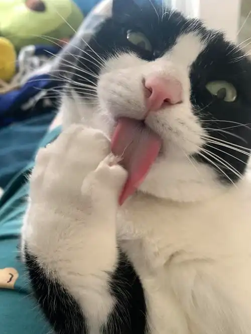 猥琐猫咪当面暴击