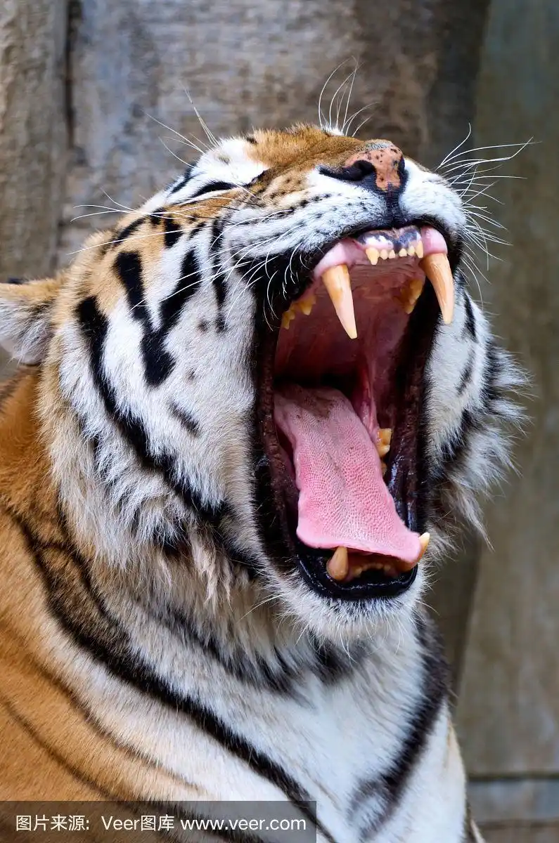 巨大的西伯利亚虎