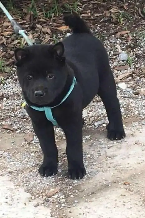 中华田园犬品种图鉴