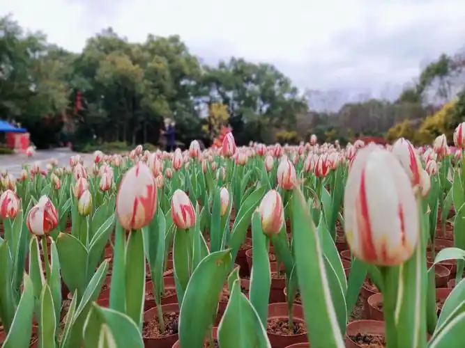 去公园看郁金香花展