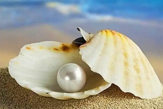 你见过珍珠贝吗?它有什么药用价值?