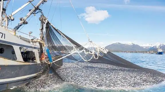 海上围网捕鱼近千米大网鱼获惊人