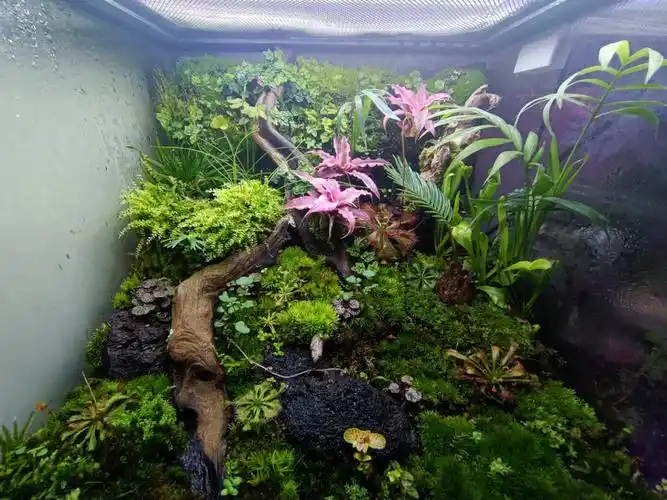 雨林缸造景  #雨林缸  #苔藓微景观  #生态缸