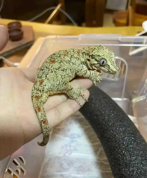 【盖勾亚守宫】选育的力量!-图4