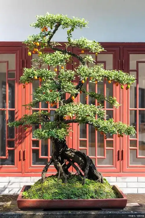 金弹子是非常受欢迎的盆景树,它的树姿优美,枝干苍劲,叶片碧绿,而且