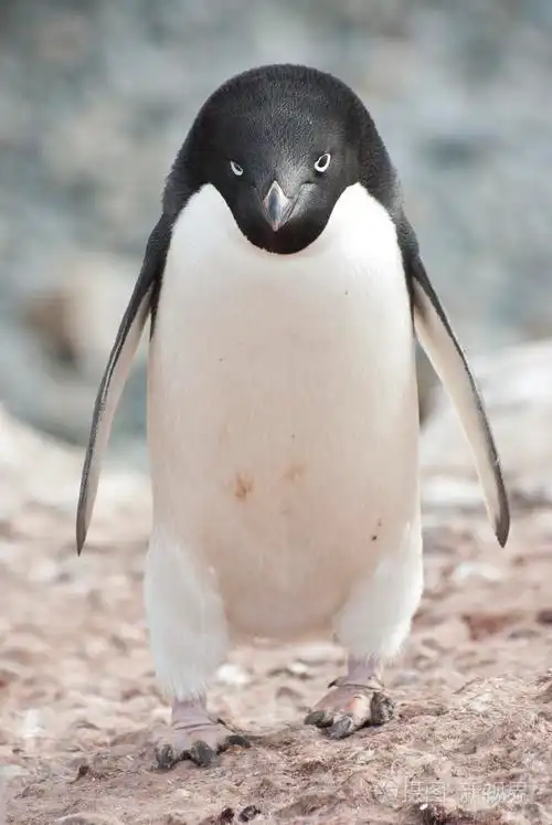 在殖民地的男性只阿德利企鹅